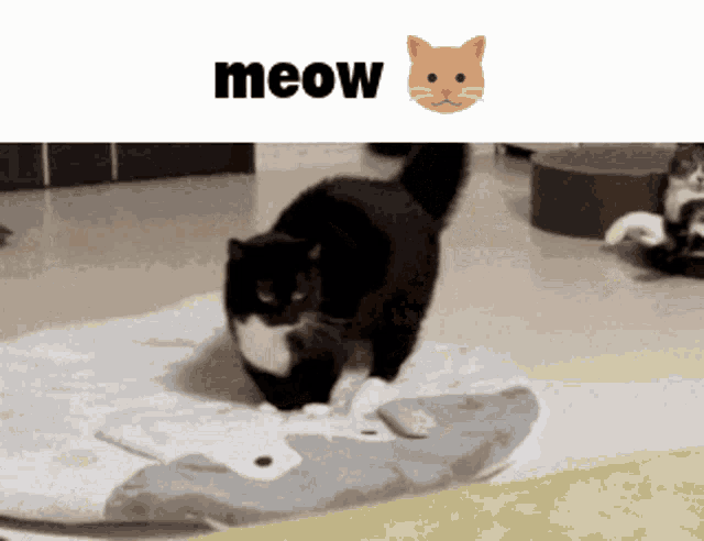 Uni Uni Cat GIF - Uni Uni Cat Cat GIFs