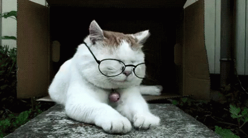 Gato Con Gafas GIF - Cat Cats Chilling GIFs