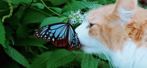 Cat Butterfly GIF - Cat Butterfly Aesthetic GIFs