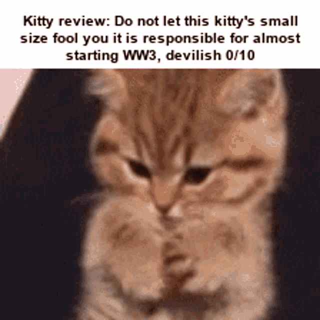 Kitty Review Cat Review GIF - Kitty Review Cat Review GIFs
