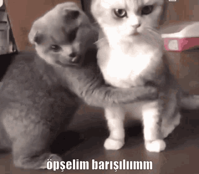 a gray and white cat hugging each other with a caption that says ' opselim barisliumm ' on it