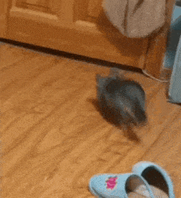 a cat is walking on a wooden floor in a room .