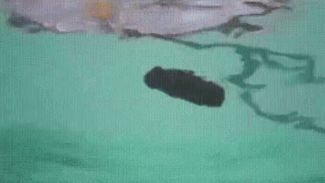 Poop Pool GIF - Poop Pool Caddyshack GIFs