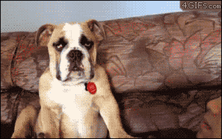 Tired GIF - Dogs Puppy Uninterested GIFs