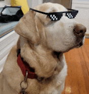 a dog wearing a red collar and sunglasses with a s on them