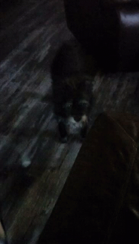 a cat laying on a wooden floor in the dark