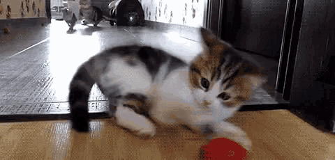 a calico kitten is playing with a red ball on the floor .