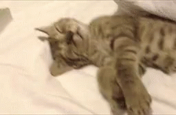 Sleepy Cat Sleeping GIF - Sleepy Cat Sleeping GIFs