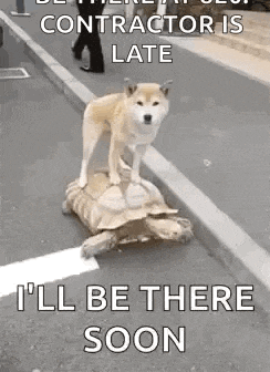a dog is standing on top of a tortoise on the street .