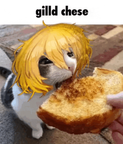 a cat with yellow hair eating a piece of bread