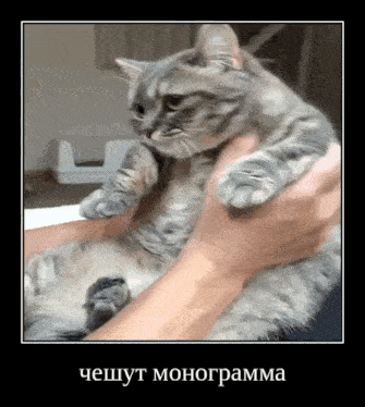 a cat is being held in a person 's hands with a foreign language caption