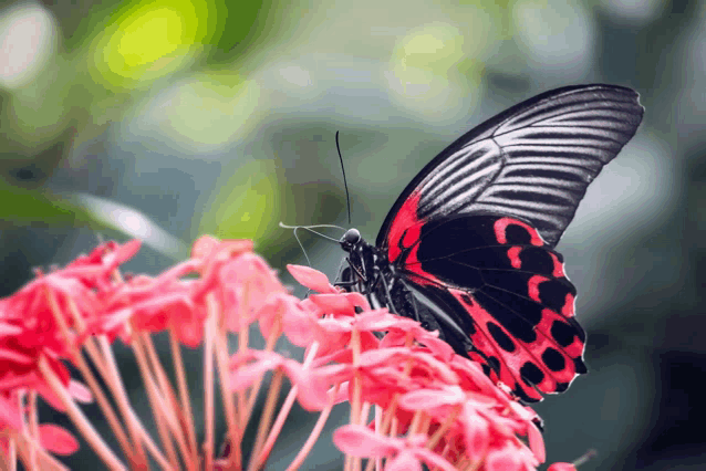 a black and red butterfly is sitting on a pink flower