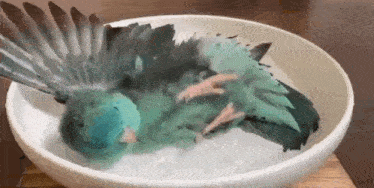 a blue and black bird is laying in a white bowl of water .