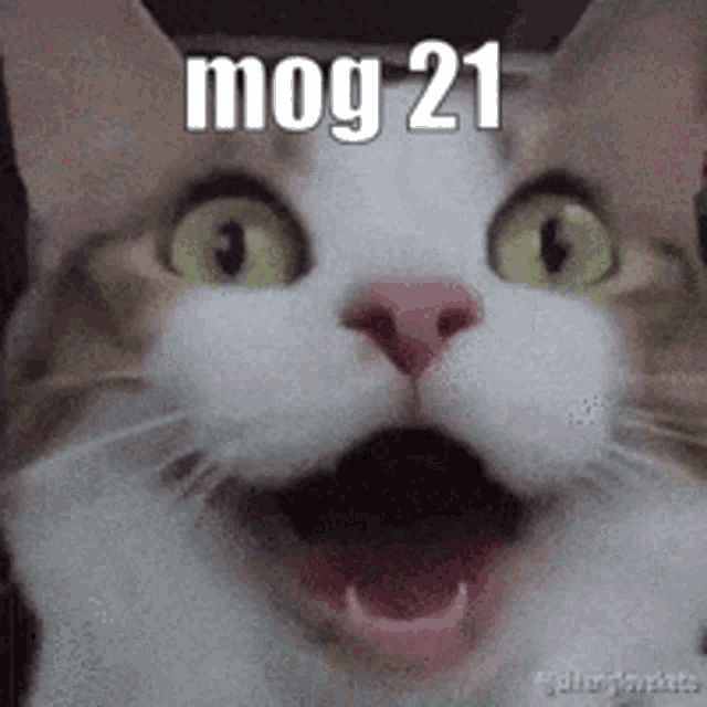 Mog21cat GIF - Mog21cat GIFs