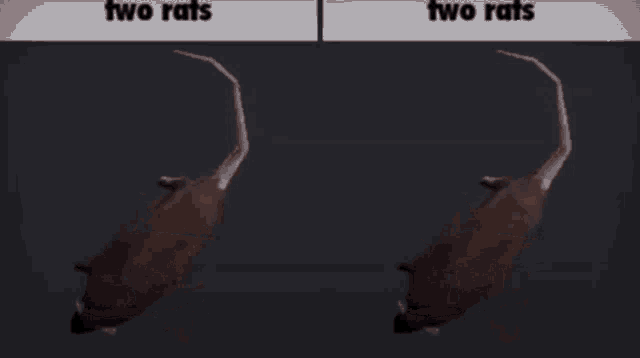Two Rats GIF - Two Rats Rat GIFs