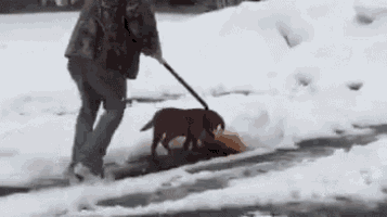 a person is walking a dog on a leash through the snow .