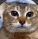 Polite Cat GIF - Polite Cat GIFs