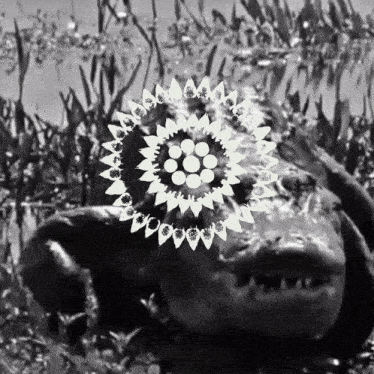 a black and white photo of a crocodile with a white circle around it