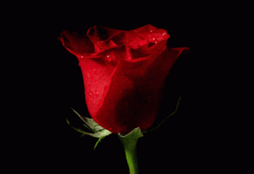 Red Rose Rose GIF - Red Rose Rose Turning GIFs