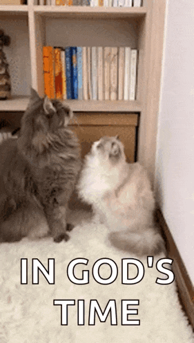 two cats are sitting next to each other on a rug in a room with the words `` in god 's time '' .