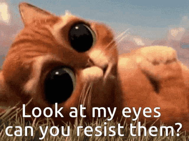a cat laying in the grass with the words look at my eyes can you resist them written below it