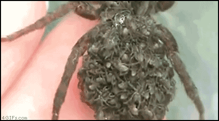 a person is holding a spider with a bunch of spiders on it .