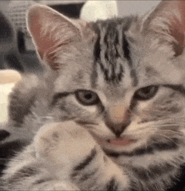 Sassy Cat GIF - Sassy Cat Tounge GIFs