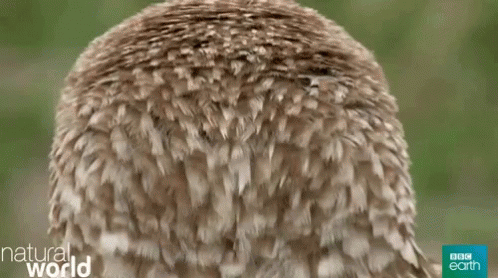 Owl Nature GIF - Owl Nature Animal GIFs