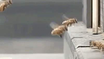 Random Bee Accident - Random GIF - Random Bee Accident Bee GIFs