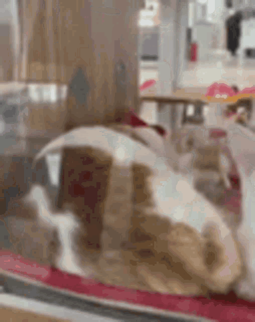 Cat Derp GIF - Cat Derp Funny GIFs