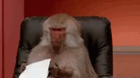 Monkey Paper Eating GIF - Monkey Paper Eating Funny GIFs