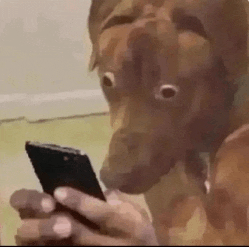 a person is holding a cell phone with a dog looking at it .