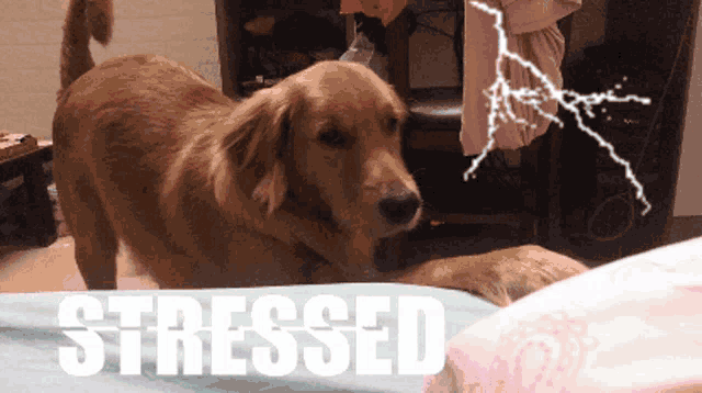 a dog laying on a bed with the word stressed written above it