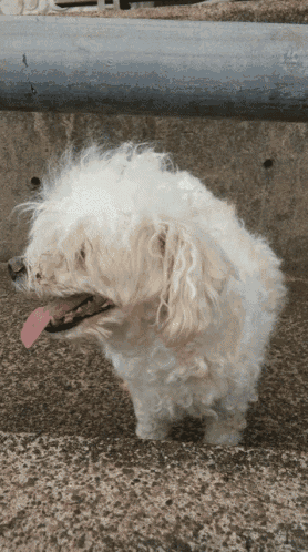 a small white dog with a pink tongue standing on a sidewalk