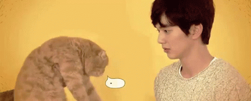 유승호 유 승호 고양이 야옹이 GIF - Yoo Seungho Speechless Cat GIFs
