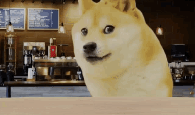 a dog is sitting at a table in a coffee shop
