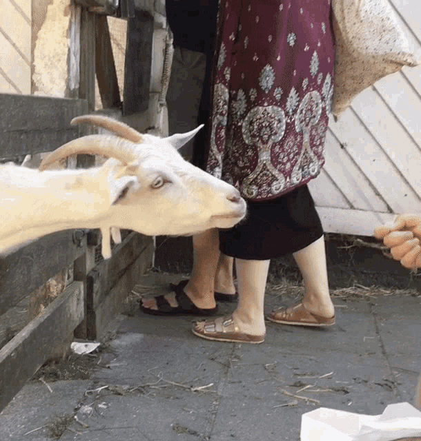 Goat Goats GIF - Goat Goats Teasing GIFs