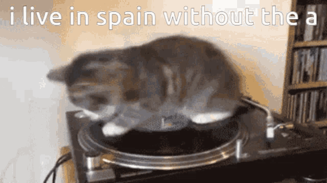 Cat Spin GIF - Cat Spin GIFs