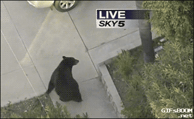 Bear Surprised GIF - Bear Surprised Hello Human GIFs