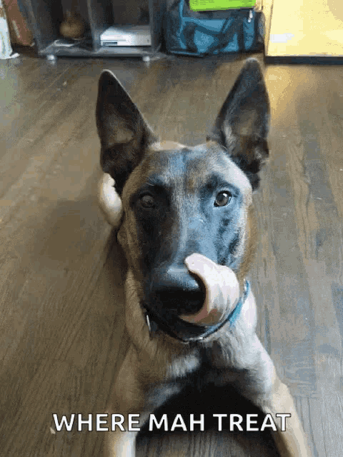 a dog is laying on the floor with a sock in its mouth and the words where mah treat below it