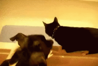 Gimme Your Lunch Money! GIF - Nudge Bully Push GIFs