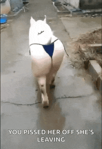 a dog in a bikini is walking down a sidewalk with the caption " you pissed her off she 's leaving "