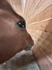 a close up of a horse 's head sticking its head through a hole in a wooden wall .