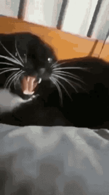 Elisttm Cat GIF - Elisttm Cat Funny GIFs