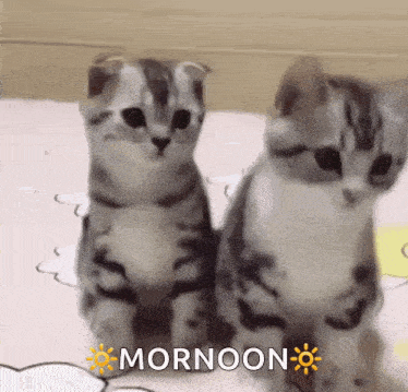 two kittens are sitting next to each other on a bed with the words mornoon written above them .