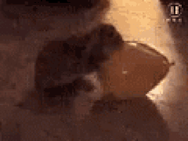a cat is standing on its hind legs on a tiled floor in a dark room .
