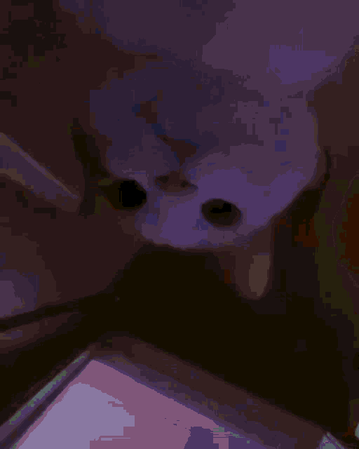 a close up of a cat 's face looking up at something
