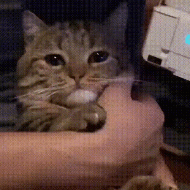 Sad Cat Sad GIF - Sad Cat Sad Cat GIFs