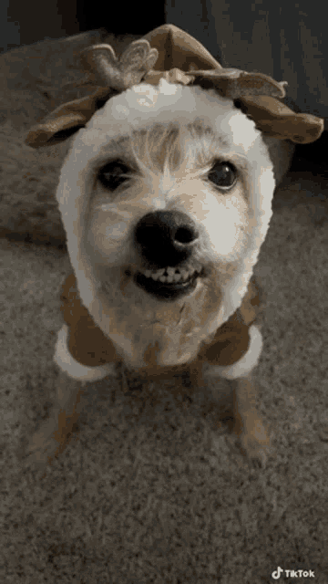 a dog wearing a reindeer costume with a tiktok watermark on the bottom