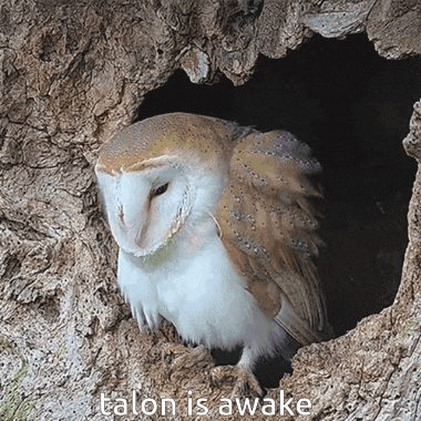 an owl sitting in a hole with the words talon is awake written below it